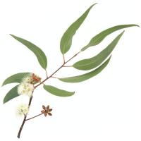 Eucalyptus
