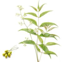 Neem