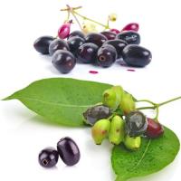Jamun