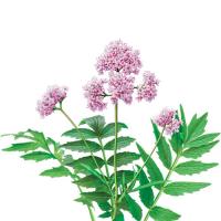 Valerian