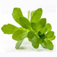Water Hyssop