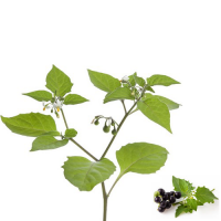 Black Nightshade