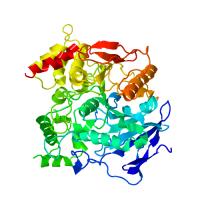 Human Acetylcholinesterase